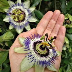passiebloem
